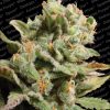 Paradise Seeds Durga Mata II CBD Paradise Seeds Durga Mata II CBD