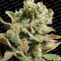 Paradise Seeds Dutch Dragon  