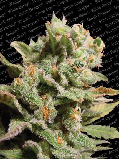 Paradise Seeds Dutch Dragon Paradise Seeds Dutch Dragon
