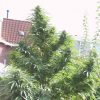 Female seeds company Cinderella 99 Female seeds company Cinderella 99