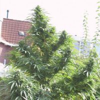 Female seeds company Easy Sativa female Seeds  