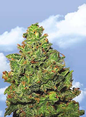 Flying Dutchmen Edelweiss female Seeds Flying Dutchmen Edelweiss female Seeds