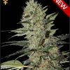 Greenhouse Seed Co. Exodus Cheese female Seeds  