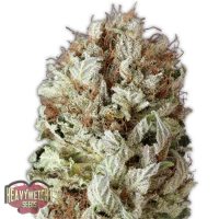Heavyweight Seeds Extreme Impact Auto female seeds  