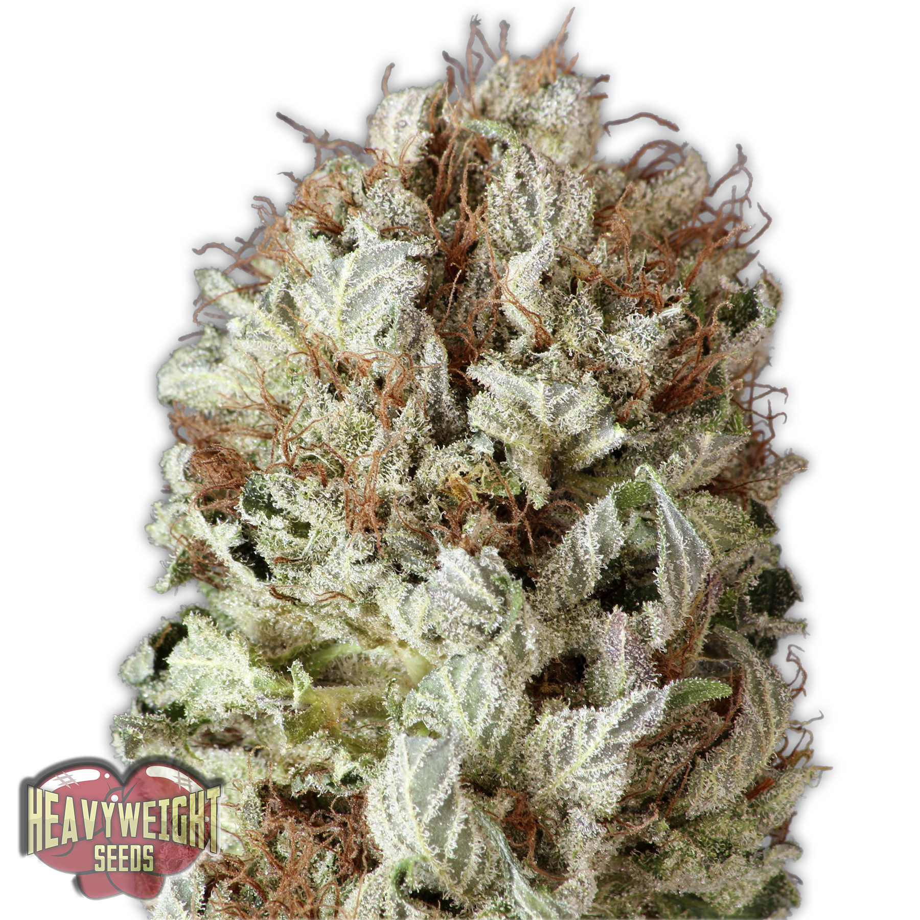 Heavyweight Seeds Extreme Impact Auto female seeds Heavyweight Seeds Extreme Impact Auto female seeds