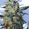 Flying Dutchmen Edelweiss female Seeds Flying Dutchmen Edelweiss female Seeds