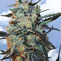 Flying Dutchmen Female Mix Seeds  