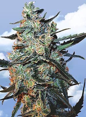 Flying Dutchmen Female Mix Seeds Flying Dutchmen Female Mix Seeds