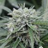 Female seeds company Auto Haze female Seeds Female seeds company Auto Haze female Seeds