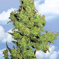 Flying Dutchmen Flying Dragon female Seeds  