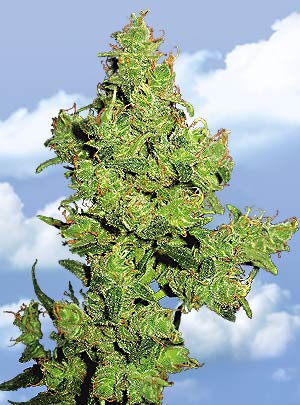 Flying Dutchmen Flying Dragon female Seeds Flying Dutchmen Flying Dragon female Seeds