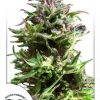 Dutch Passion Dutch Haze female Seeds Dutch Passion Dutch Haze female Seeds
