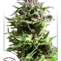 Dutch Passion Forest Dream female Seeds  