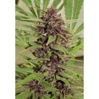 Dutch Passion Frisian Dew female Seeds  