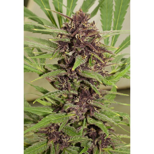 Dutch Passion Frisian Dew female Seeds Dutch Passion Frisian Dew female Seeds