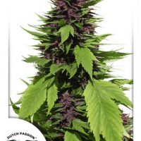 Dutch Passion Frisian Duck female Seeds  