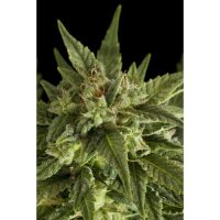 Dinafem Fruit Automatic female Seeds  
