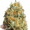 Heavyweight Seeds Goldmine female Seeds  