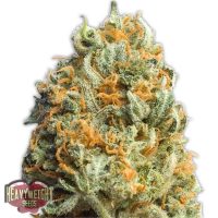 Heavyweight Seeds Fully Loaded Auto female seeds  