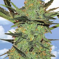 Flying Dutchmen G-Force female Seeds  
