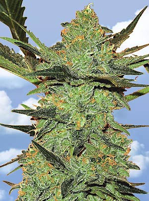 Flying Dutchmen G-Force female Seeds Flying Dutchmen G-Force female Seeds