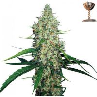 Barney's Farm G13 Haze female Seeds  