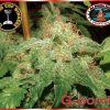 Big Buddha Seeds King Kong female seeds  