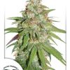 Dutch Passion Holland's Hope female Seeds  
