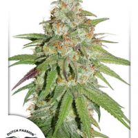 Dutch Passion Glueberry O.G female Seeds  