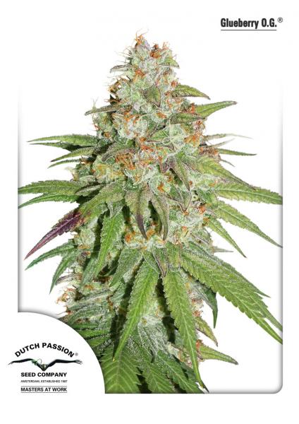 Dutch Passion Glueberry O.G female Seeds Dutch Passion Glueberry O.G female Seeds