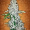 Fast Buds Girl scout cookies female seeds Fast Buds Girl scout cookies female seeds