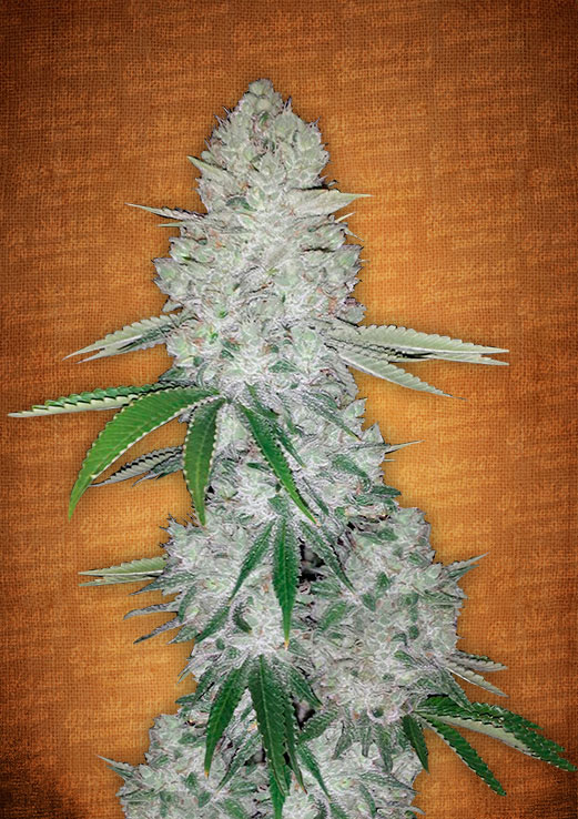 Fast Buds Gorilla Glue auto female seeds Fast Buds Gorilla Glue auto female seeds