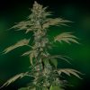 Barney's Farm G13 Haze female Seeds Barney's Farm G13 Haze female Seeds