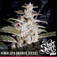 shortstuff seeds Himalaya Orange Diesel female  