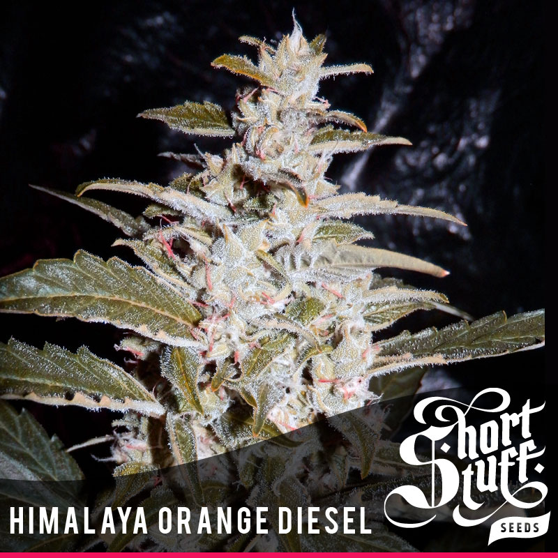 shortstuff seeds Himalaya Orange Diesel female shortstuff seeds Himalaya Orange Diesel female