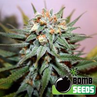Bomb Seeds Hash Bomb  