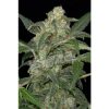 Dinafem Fruit Automatic female Seeds Dinafem Fruit Automatic female Seeds