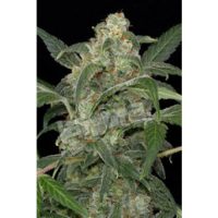 Dinafem Haze 2.0 Automatic female Seeds  