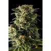 Dinafem Industrial Plant female Seeds Dinafem Industrial Plant female Seeds