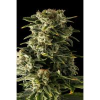 Dinafem Haze Automatic female Seeds  