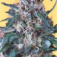 Dutch Passion Holland's Hope female Seeds  