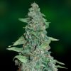 Barney's Farm Laughing Buddha female Seeds Barney's Farm Laughing Buddha female Seeds