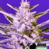 Bomb Seeds Killer Purps Bomb Seeds Killer Purps