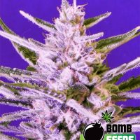 Bomb Seeds Ice Bomb  