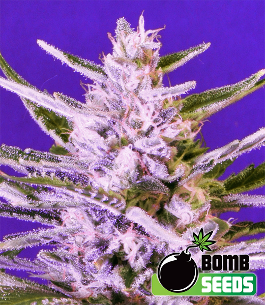 Bomb Seeds Ice Bomb Bomb Seeds Ice Bomb