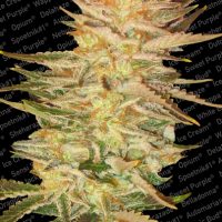 Paradise Seeds Ice Cream female  