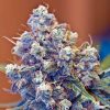 Female seeds company Ice female Seeds Female seeds company Ice female Seeds