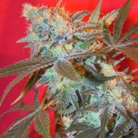 Female seeds company ICED White Widow female Seeds  