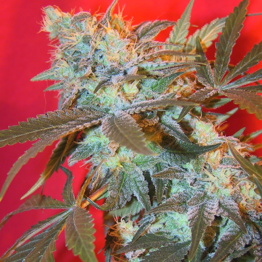 Female seeds company ICED White Widow female Seeds Female seeds company ICED White Widow female Seeds