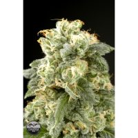 Dinafem Industrial Plant female Seeds  